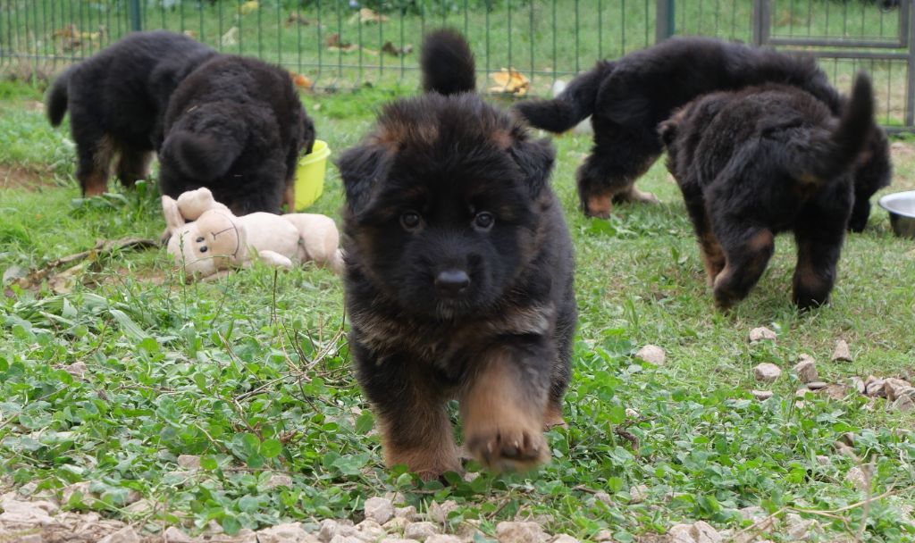 chiot Berger Allemand Poil Long Du Mûrier De Sicard