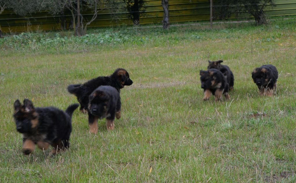 chiot Berger Allemand Poil Long Du Mûrier De Sicard