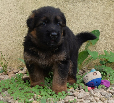 CHIOT collier bleu