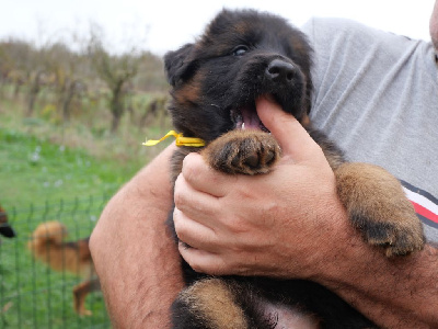 CHIOT collier jaune