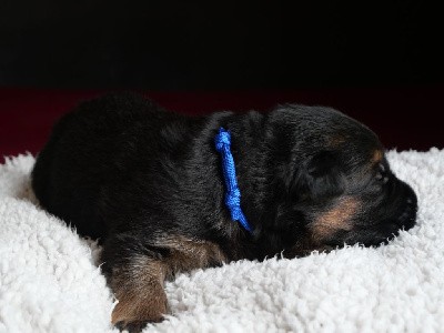 CHIOT collier bleu