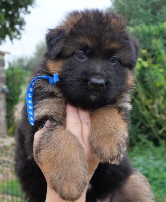 CHIOT collier bleu