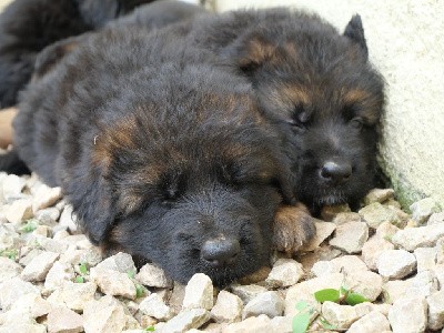 CHIOT collier rouge