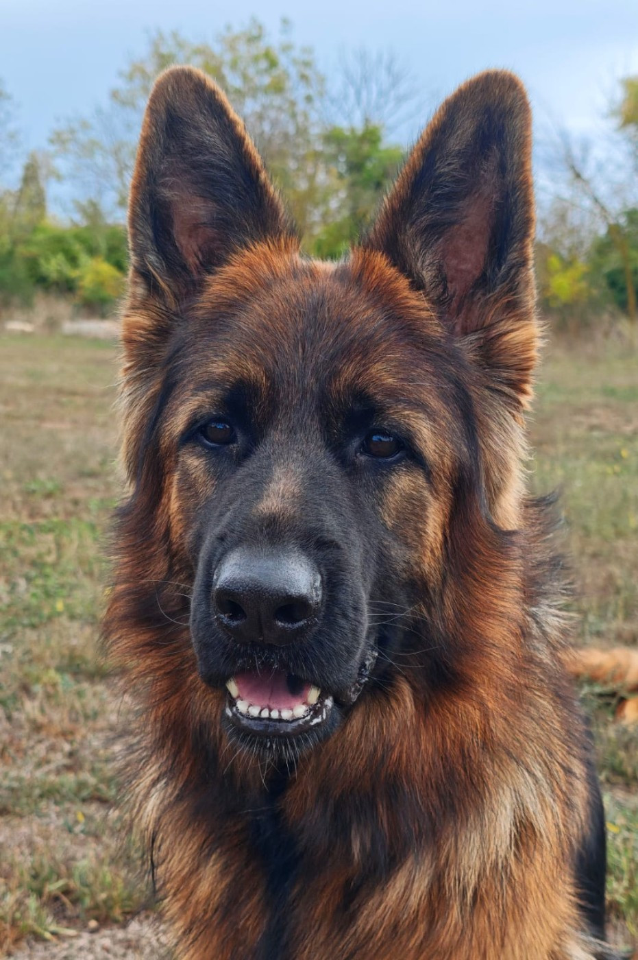 Ushy (dit Utah) du domaine de janasse