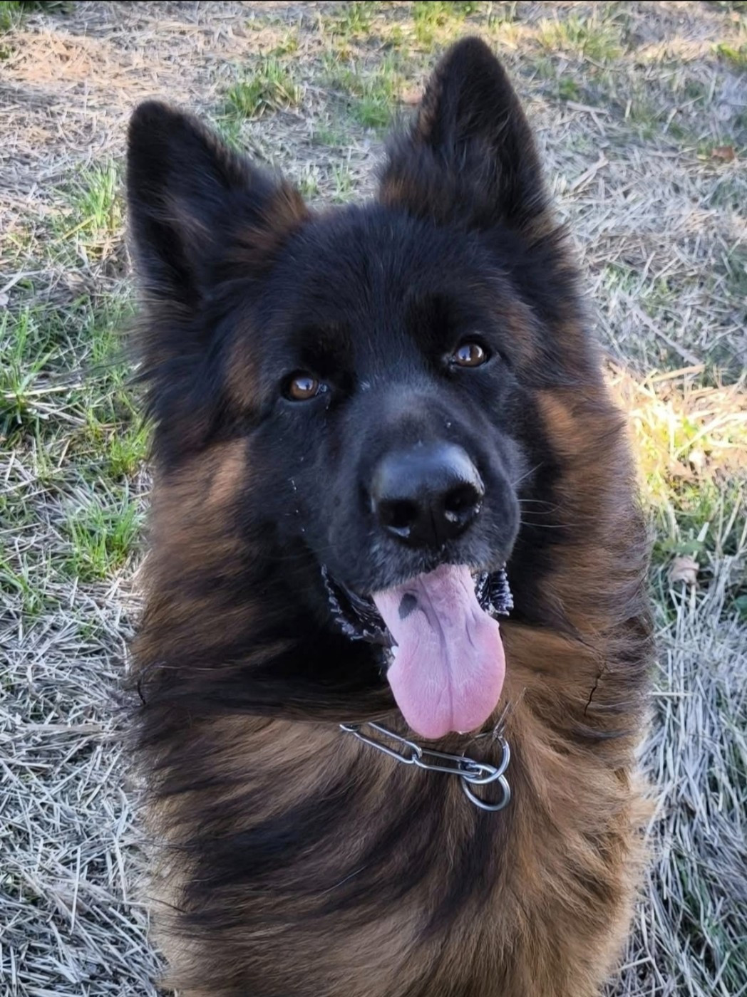 Ushy du domaine de Janasse (dite Utah ) est gestante de Tonic von der brandung !! bébés attendus mi novembre