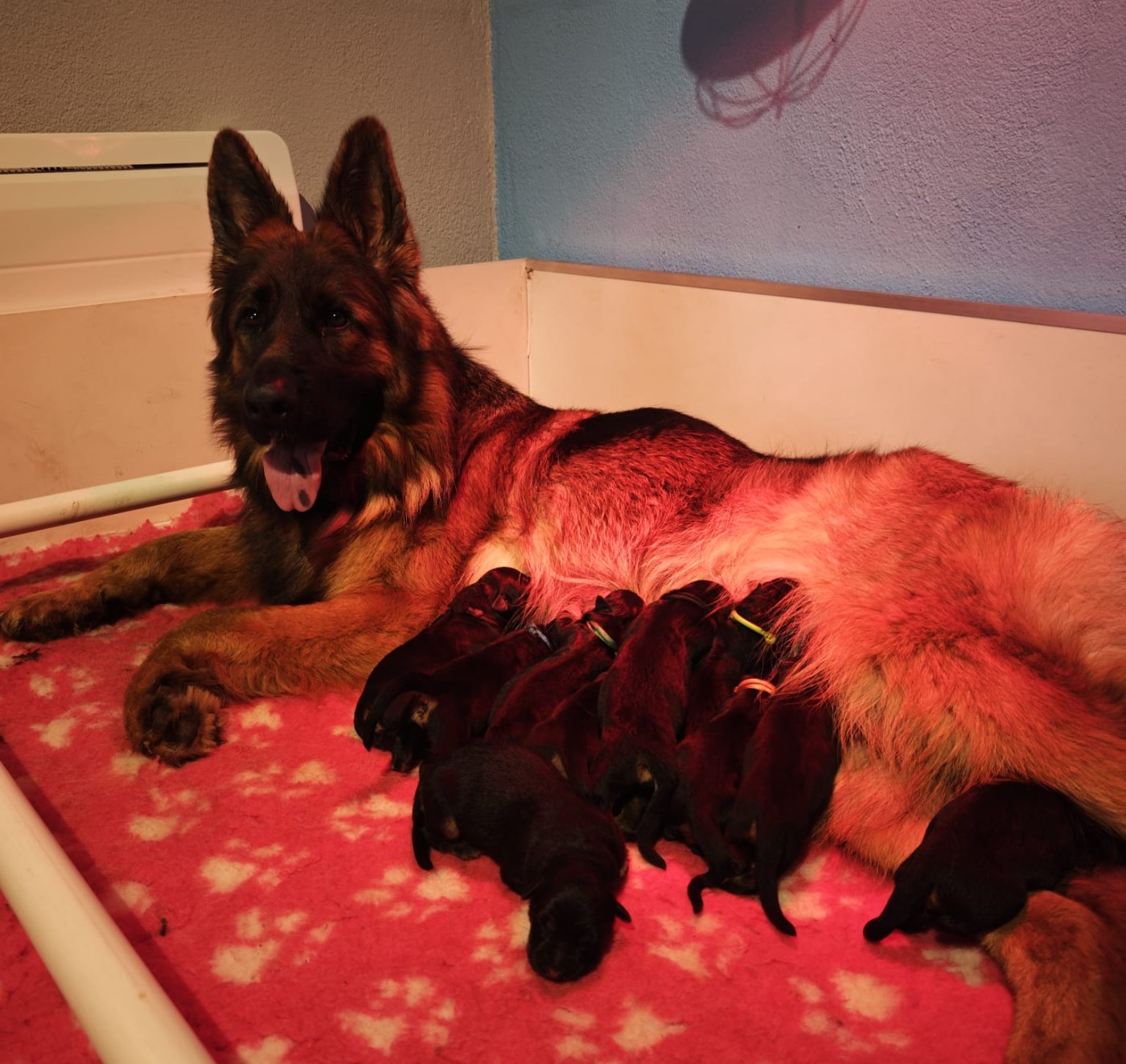 Ils sont nés le 13 novembre 2025 5 mâles et 5 femelles !!!