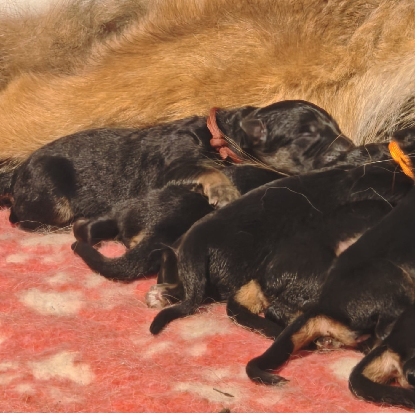 Du Mûrier De Sicard - Chiots disponibles - Berger Allemand Poil Long