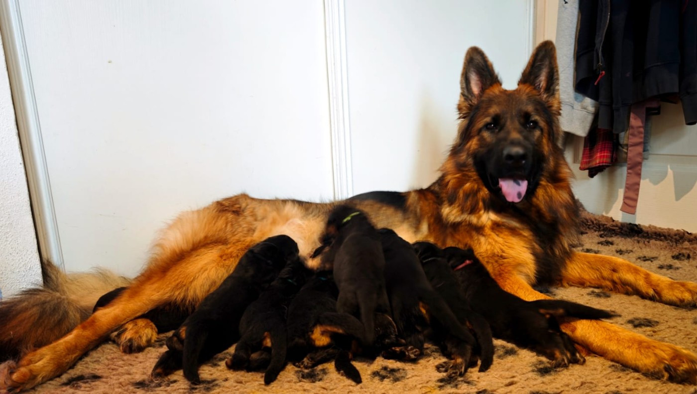 Chiot Berger Allemand Poil Long Du Mûrier De Sicard