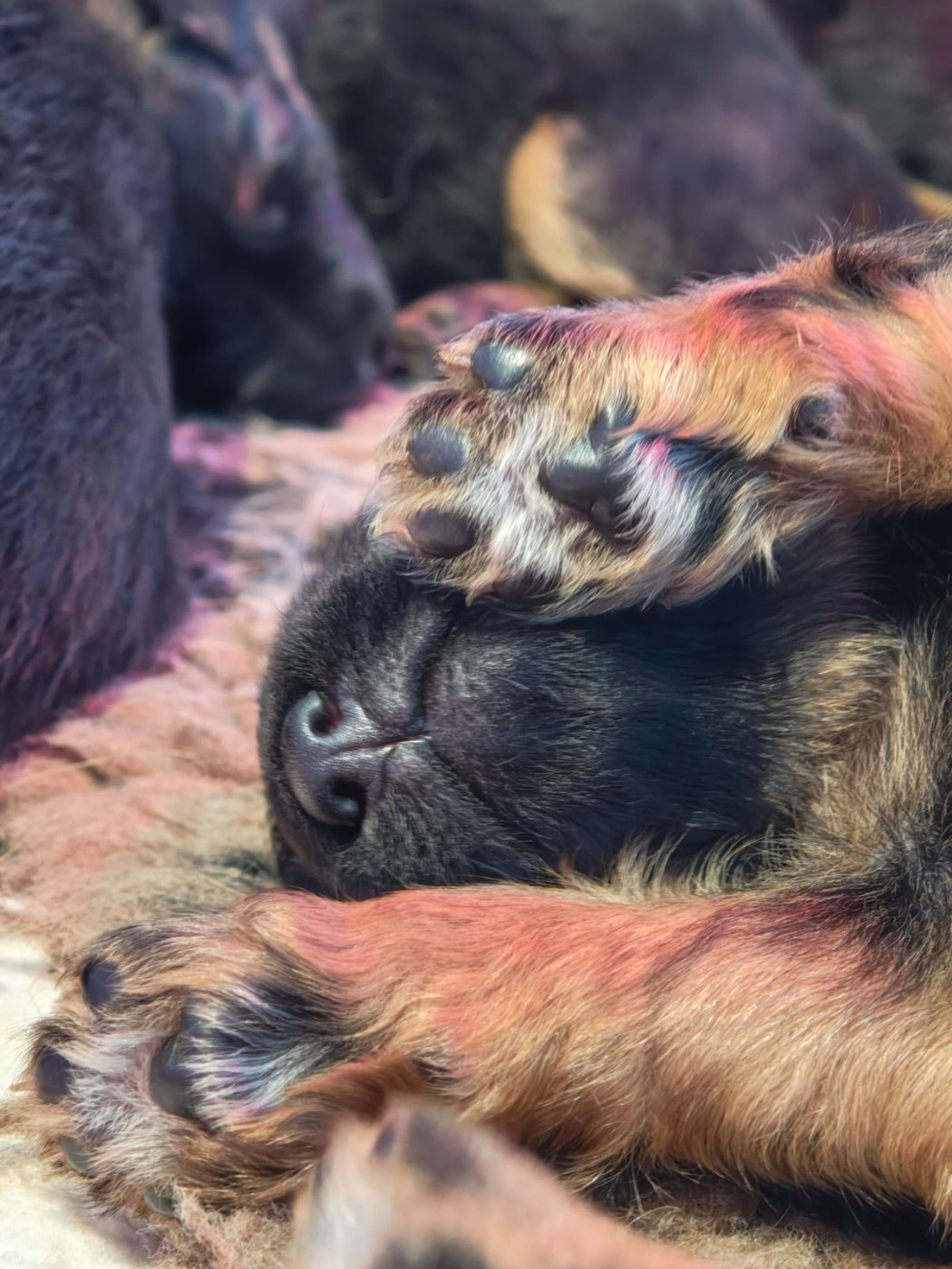 Du Mûrier De Sicard - Chiots disponibles - Berger Allemand Poil Long