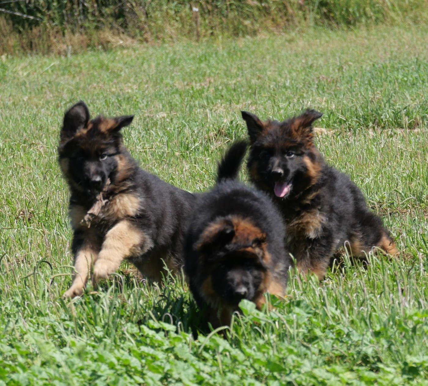 Du Mûrier De Sicard - Berger Allemand Poil Long - Portée née le 18/03/2025