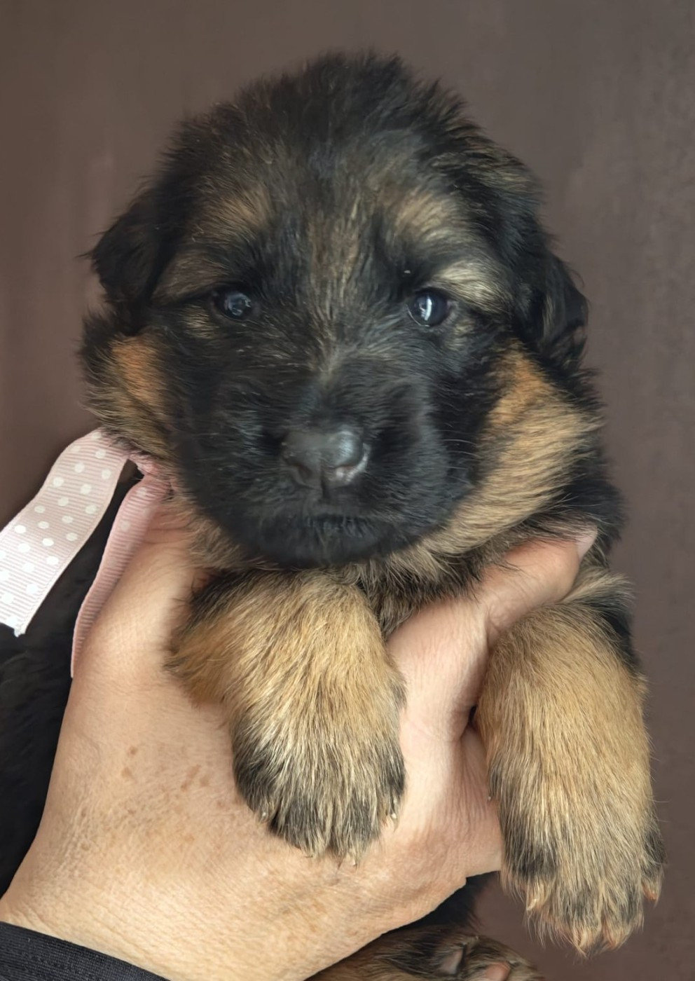 Du Mûrier De Sicard - Chiots disponibles - Berger Allemand Poil Long