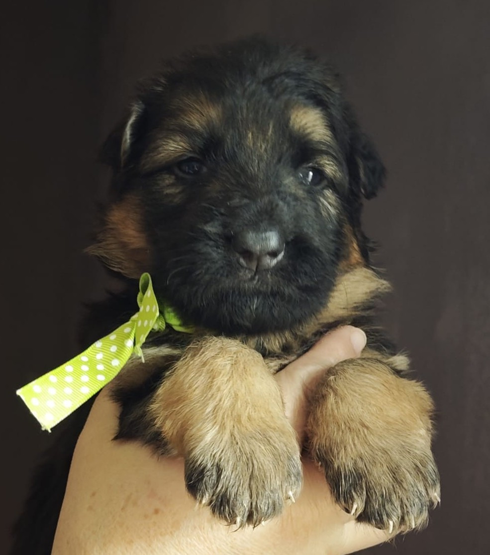 Du Mûrier De Sicard - Chiots disponibles - Berger Allemand Poil Long