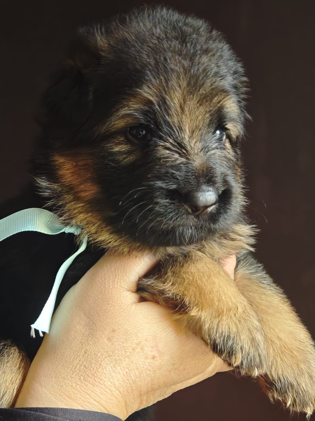 Du Mûrier De Sicard - Chiots disponibles - Berger Allemand Poil Long