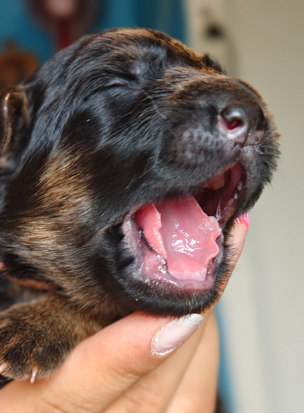 Du Mûrier De Sicard - Chiots disponibles - Berger Allemand Poil Long