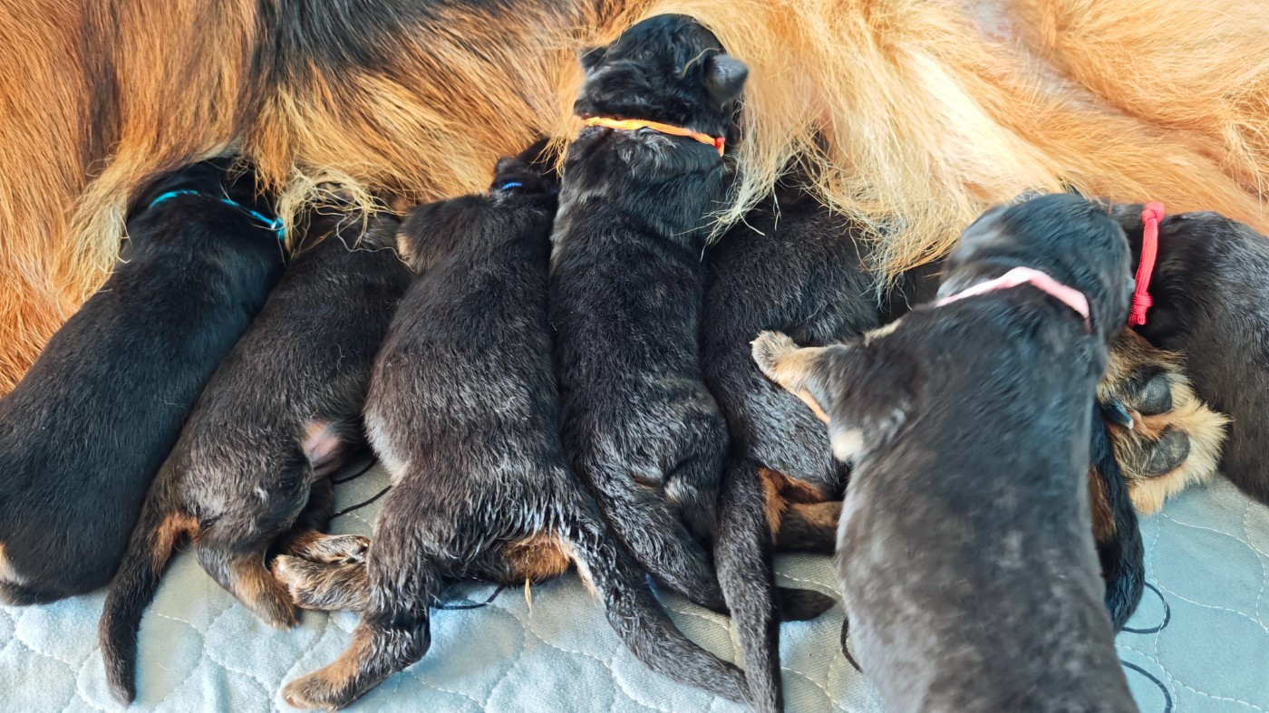 Du Mûrier De Sicard - Chiots disponibles - Berger Allemand Poil Long
