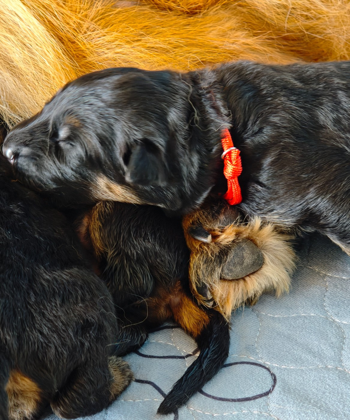 Du Mûrier De Sicard - Chiots disponibles - Berger Allemand Poil Long