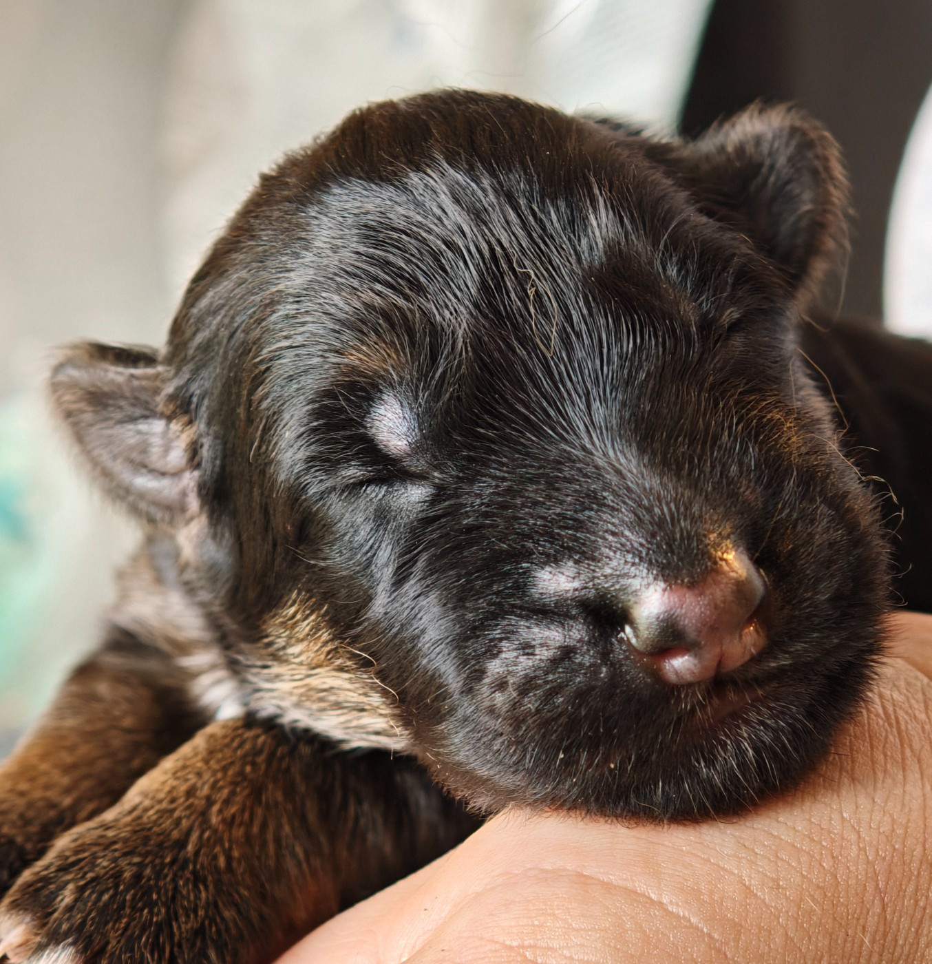 Du Mûrier De Sicard - Chiots disponibles - Berger Allemand Poil Long