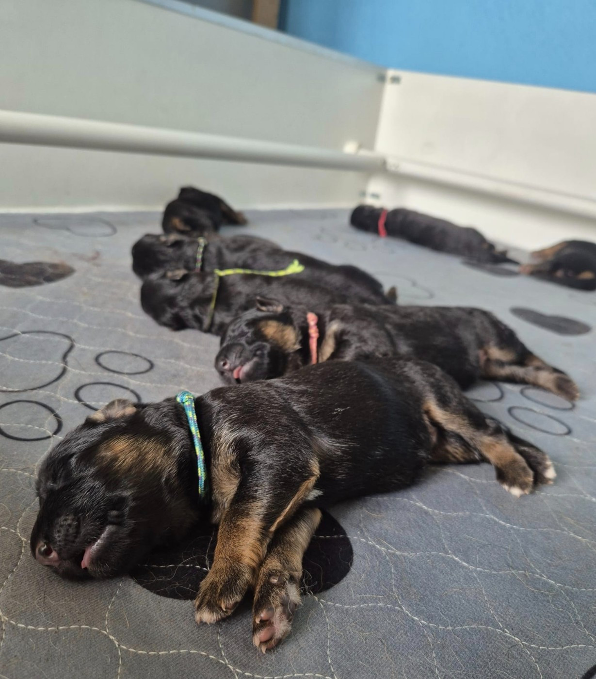 Du Mûrier De Sicard - Chiots disponibles - Berger Allemand Poil Long