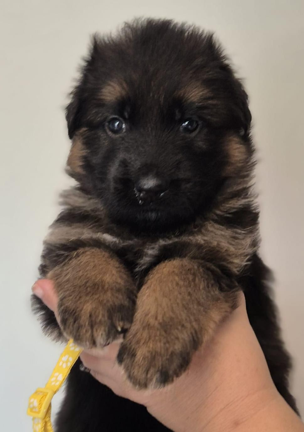 Du Mûrier De Sicard - Chiots disponibles - Berger Allemand Poil Long