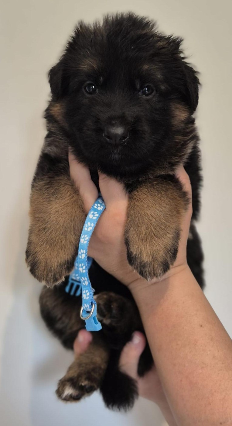 Du Mûrier De Sicard - Chiots disponibles - Berger Allemand Poil Long