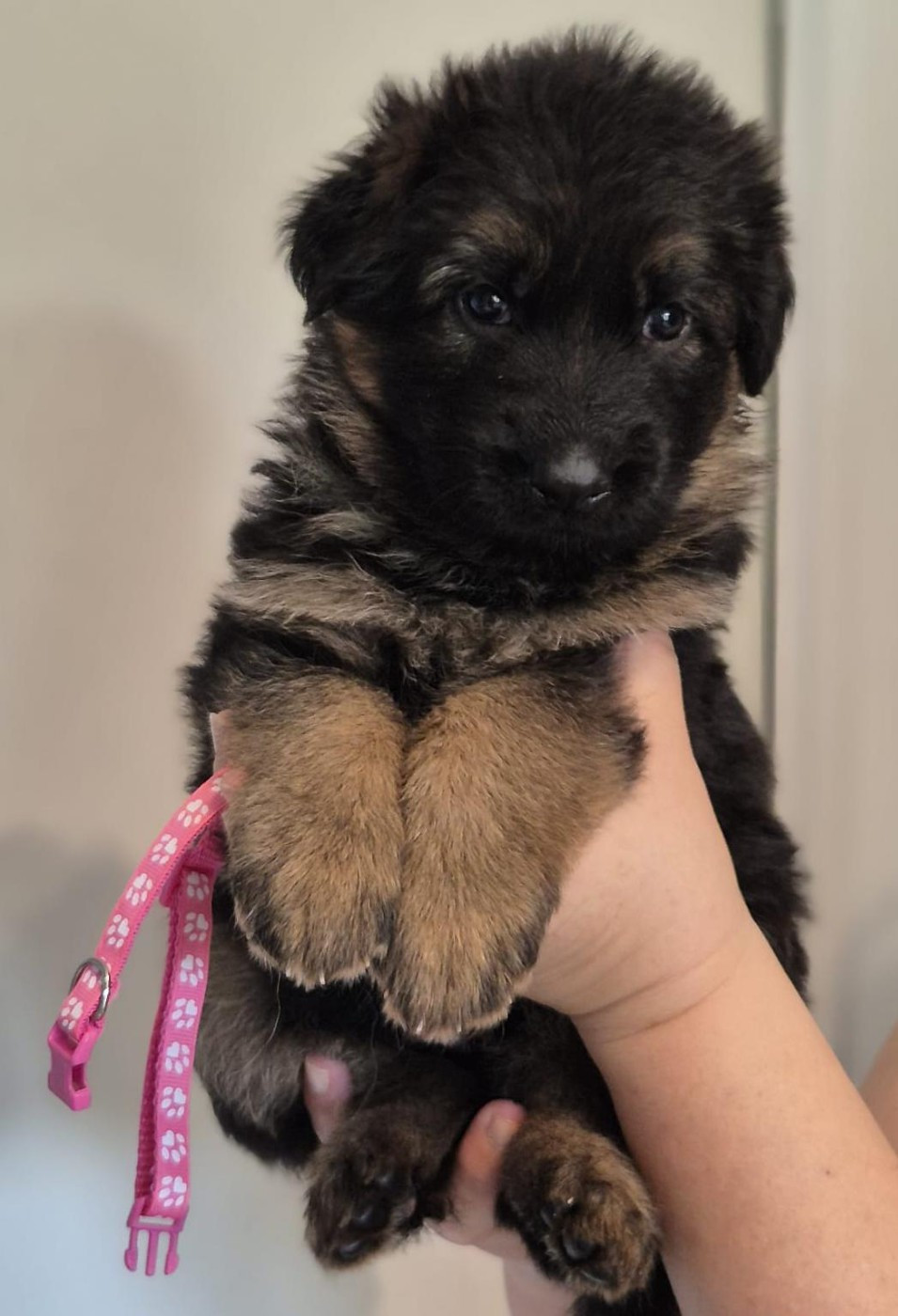 Du Mûrier De Sicard - Chiots disponibles - Berger Allemand Poil Long