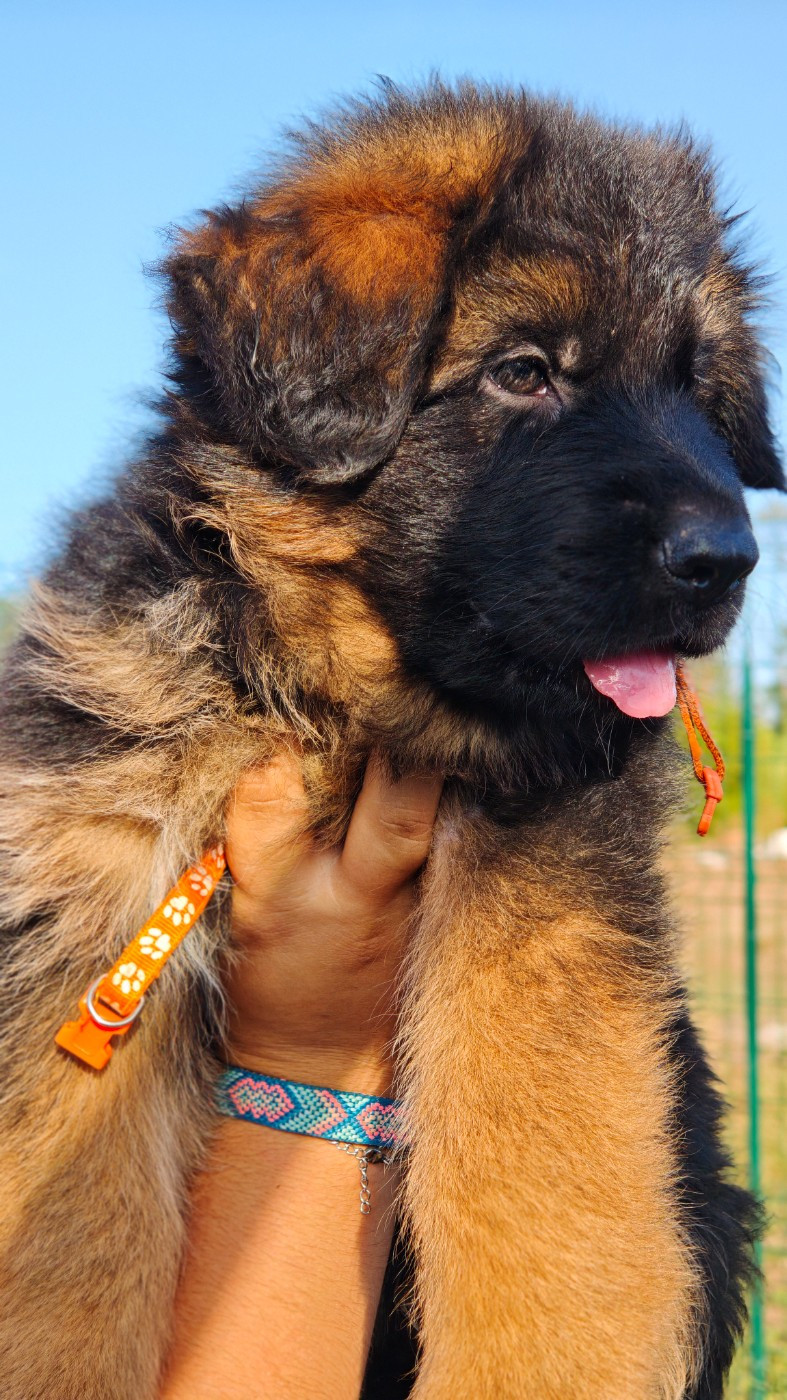 Du Mûrier De Sicard - Chiots disponibles - Berger Allemand Poil Long