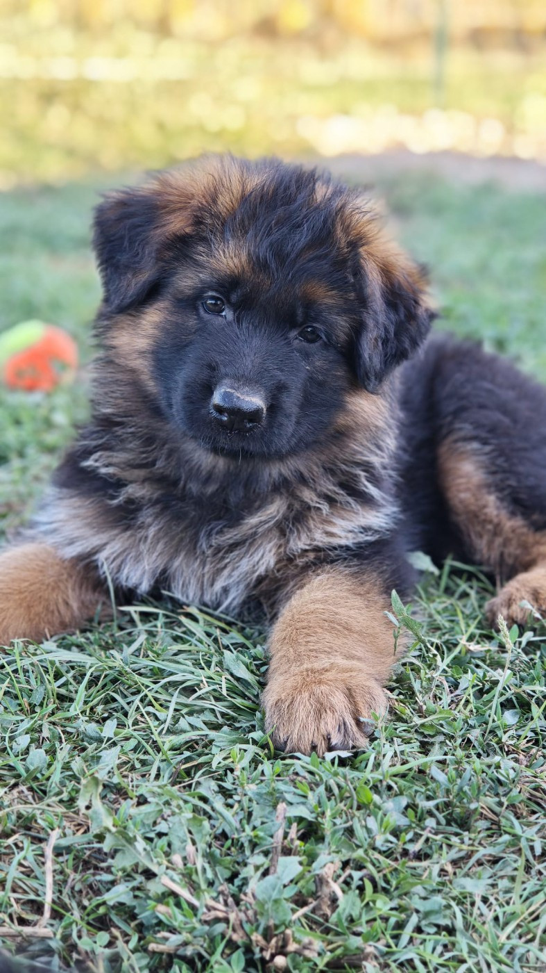 Du Mûrier De Sicard - Chiots disponibles - Berger Allemand Poil Long