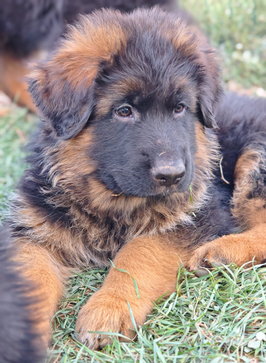 Du Mûrier De Sicard - Chiots disponibles - Berger Allemand Poil Long